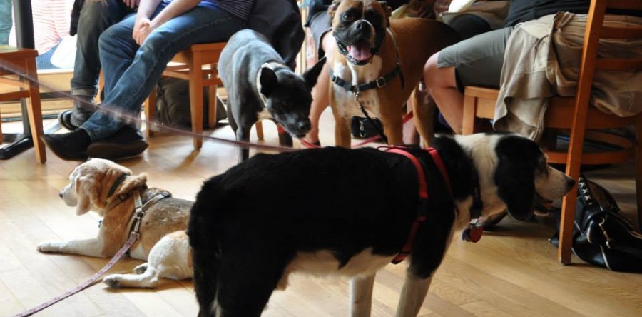 Where To Dine With Your Dog In Seattle