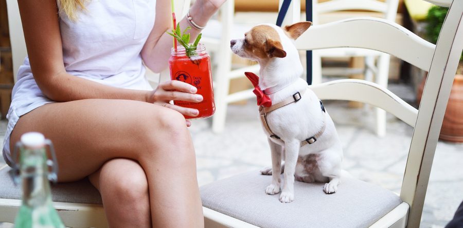 Where To Eat with Your Dog