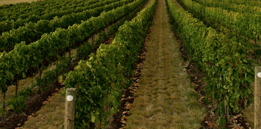 Washington Wine Month is Here!