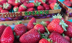Napa Valley Farmers Market Happenings June 5th and 9th