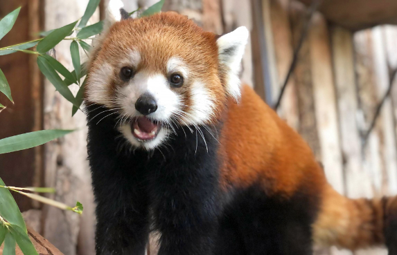 Where To Play This February in Boise, ID: Events, Dining & Local Picks